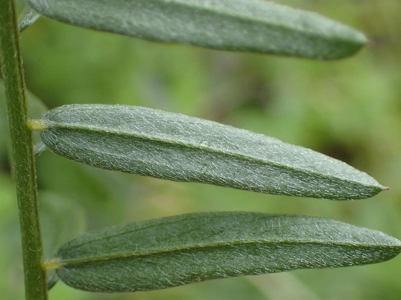 Schmalblättrige Wicke 18