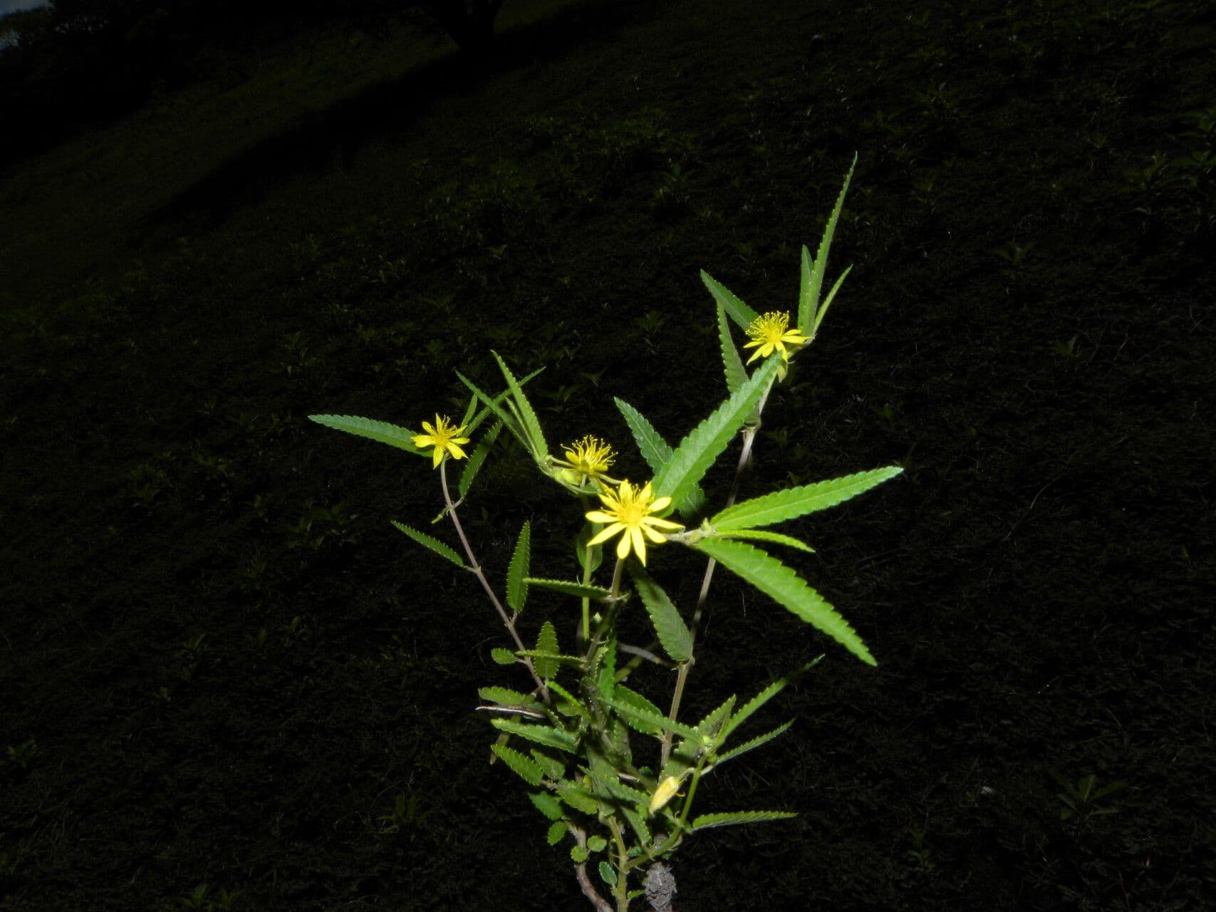 Corchorus hirtus 6