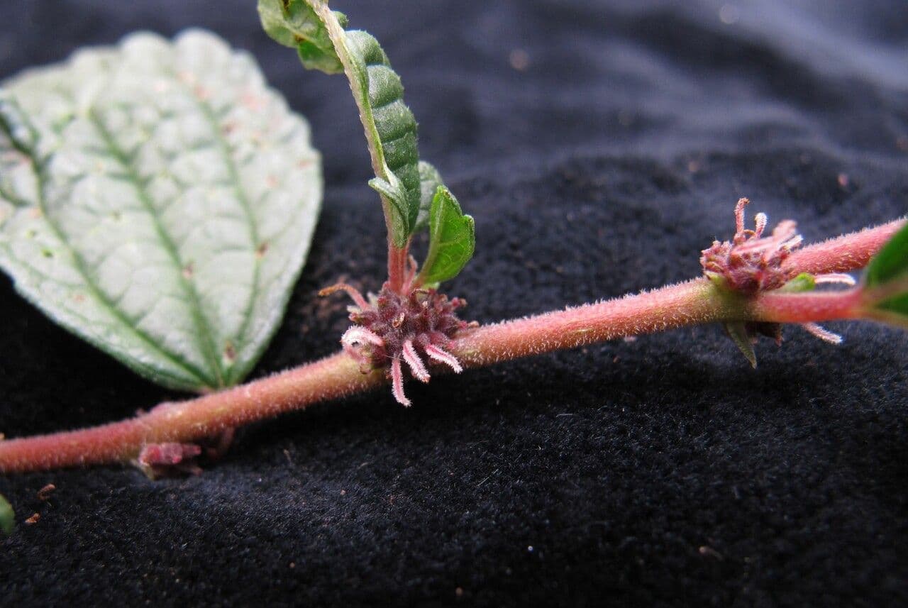 Boehmeria clidemioides 4