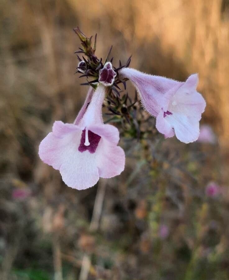 Micrargeria filiforme 5