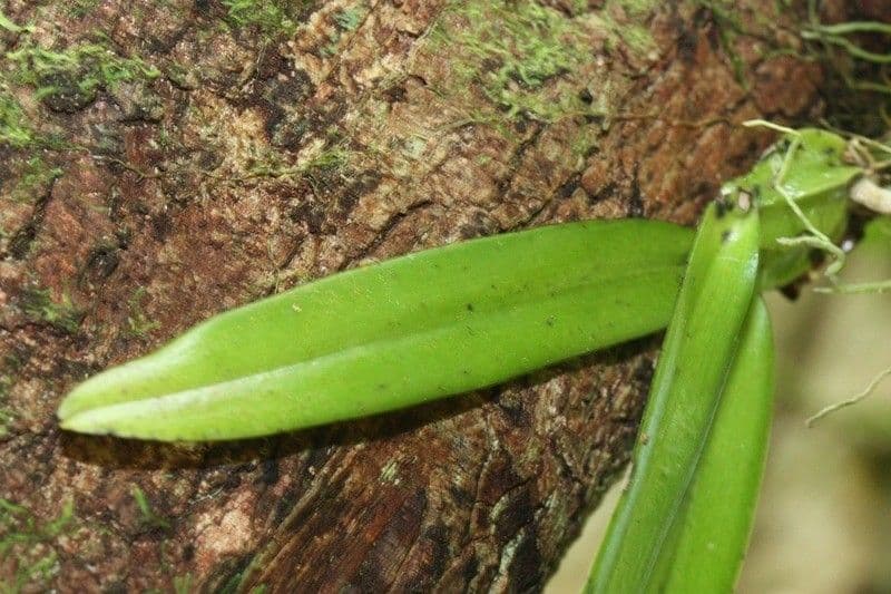 Bulbophyllum 20