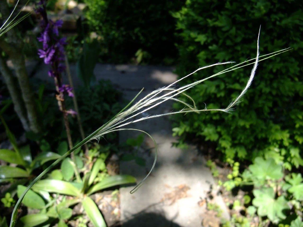 Estipa 6