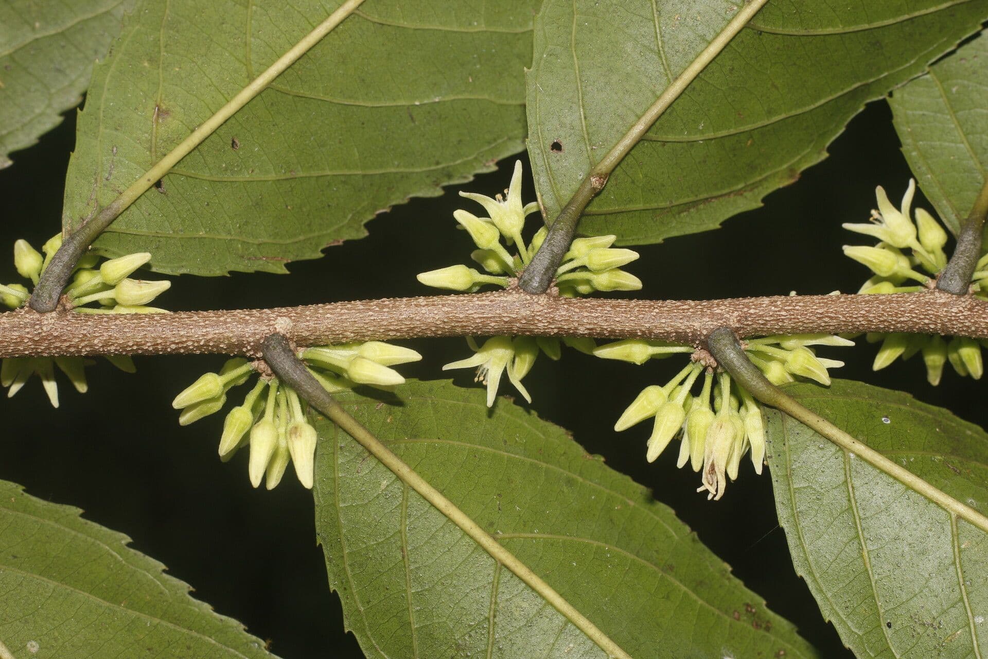 Casearia