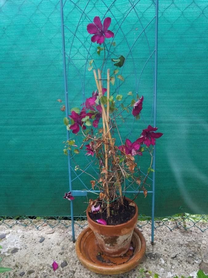 Clematide italiana 23