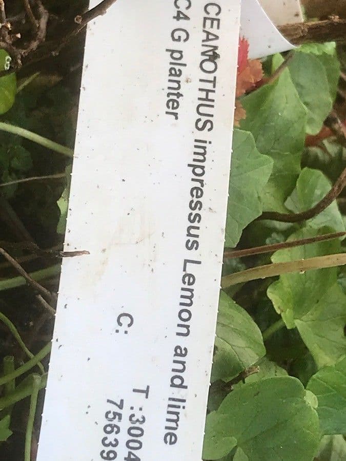 Ceanothus 19