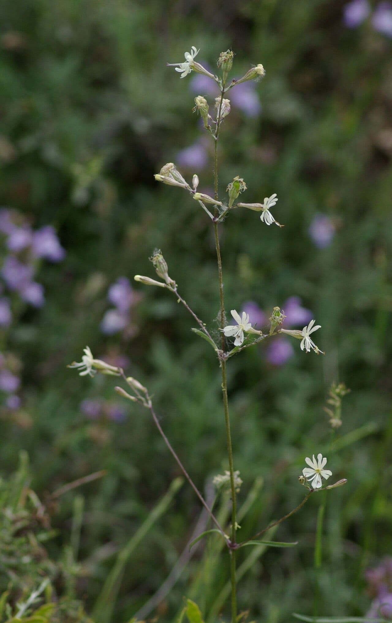 Silene mellifera