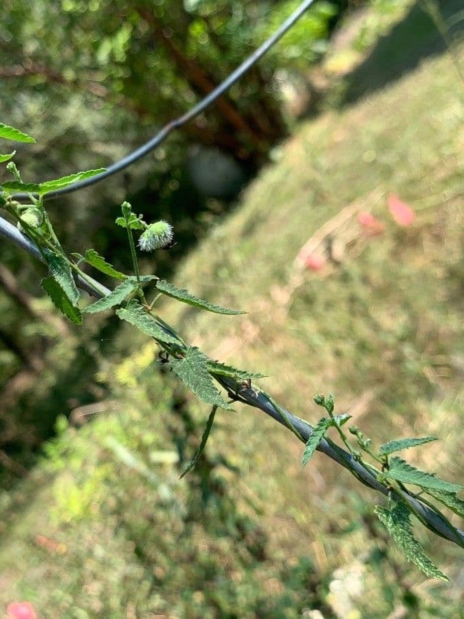 Tragia ramosa