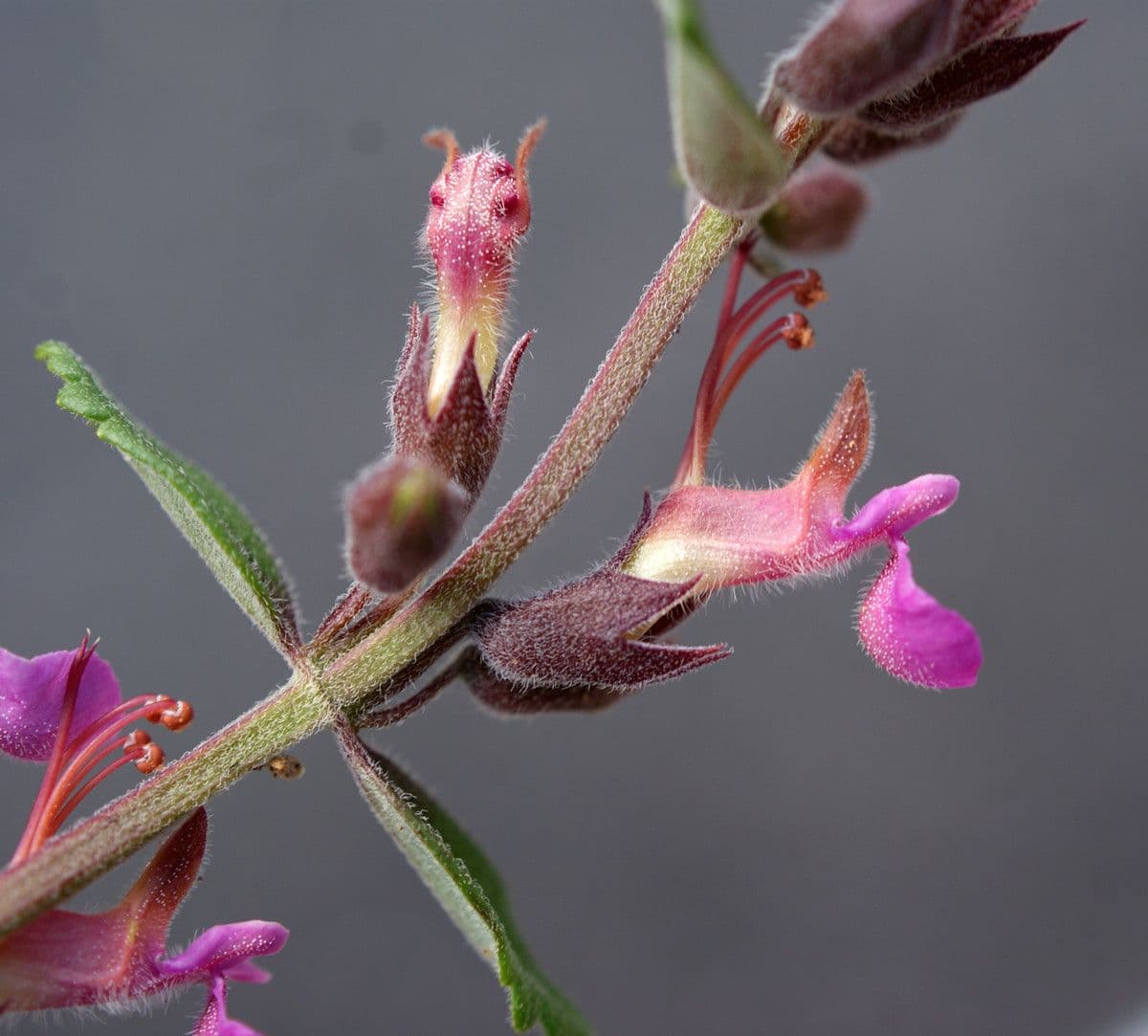 Teucrium