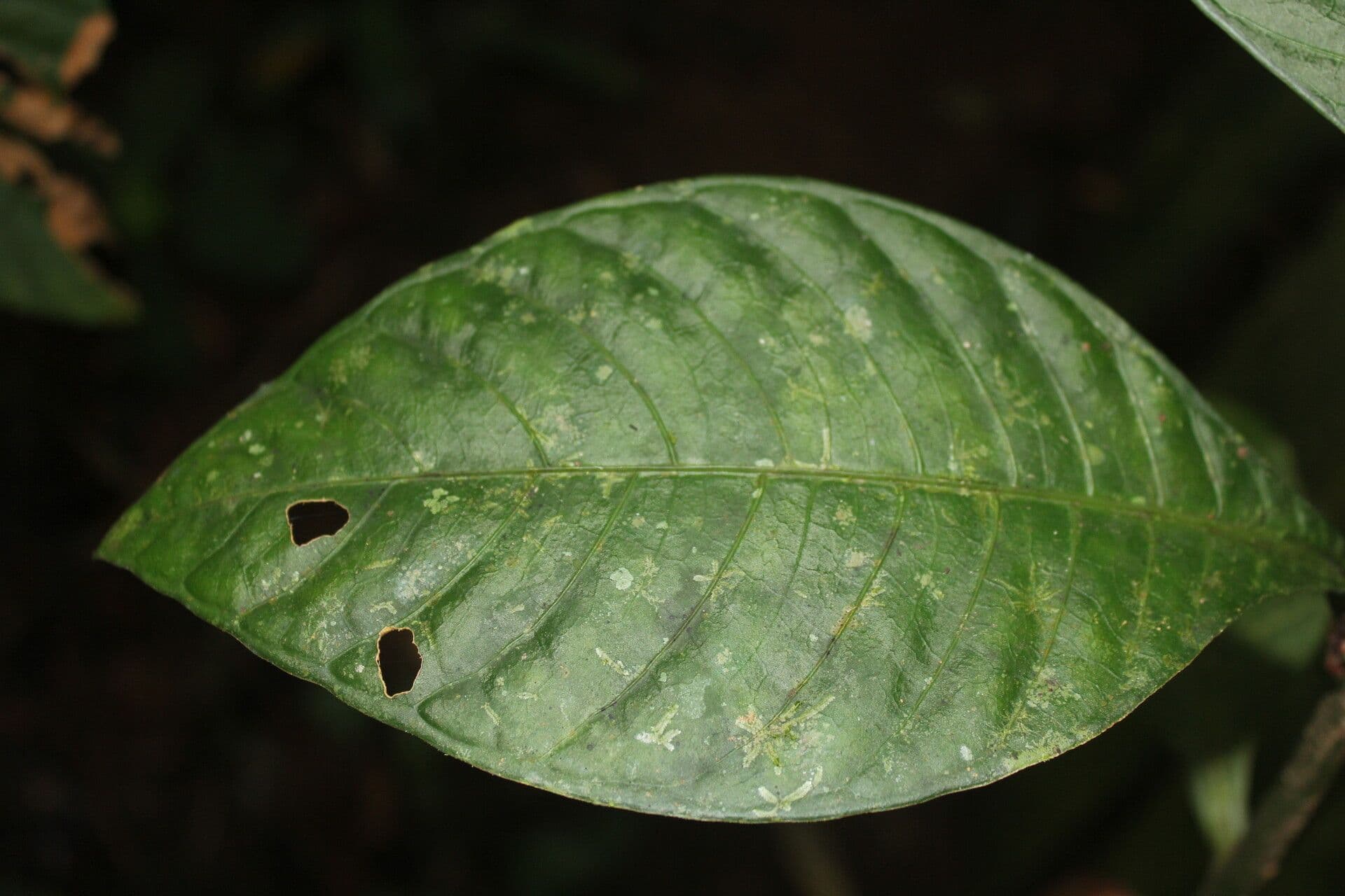 Amphidasya 10