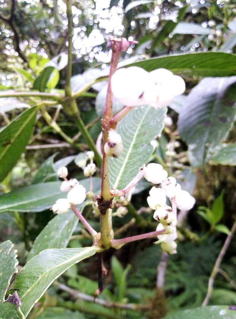 Hedyosmum 5