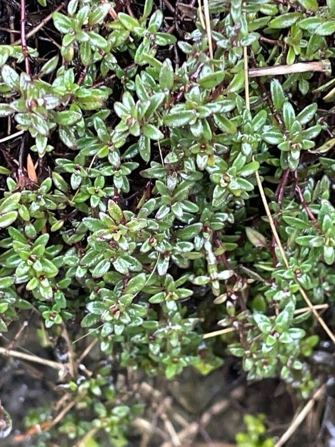 Thym à odeur de cumin 12