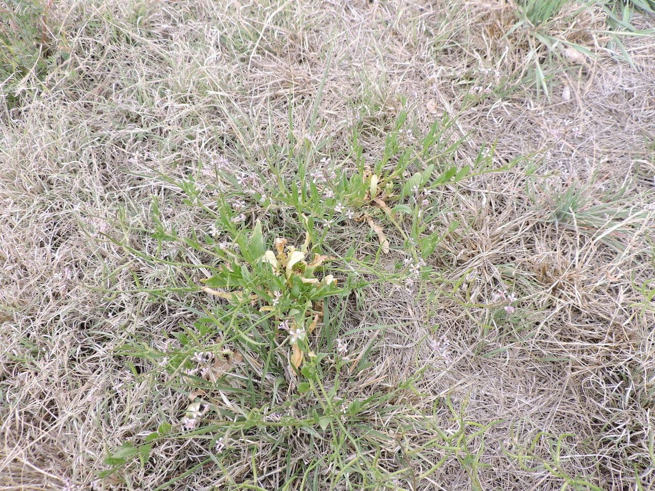 Chorispora 9