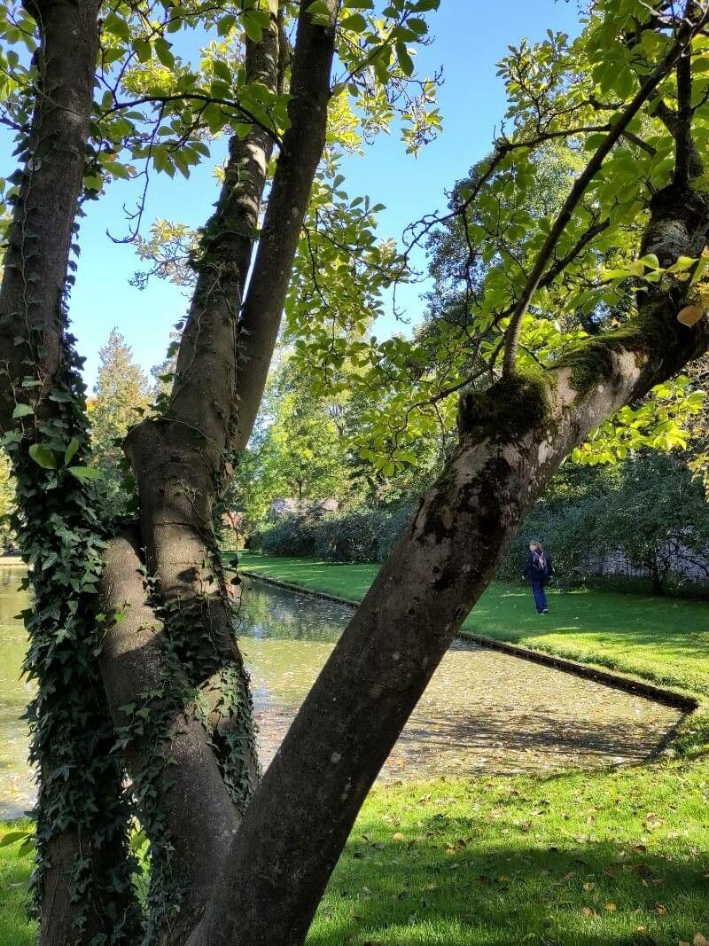 Šácholan Sieboldův 23