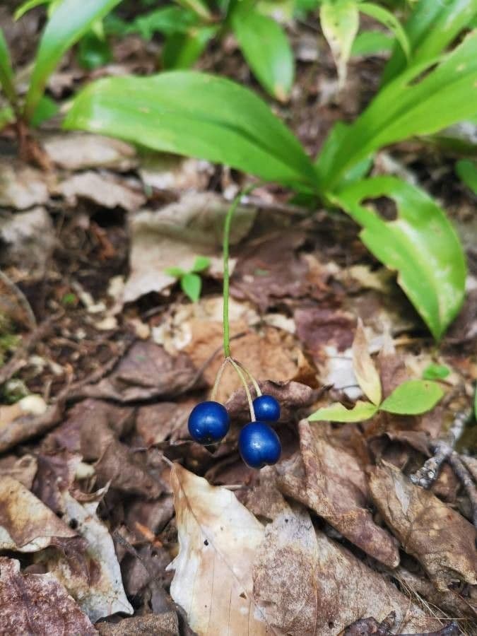 Clintonia boreale 4