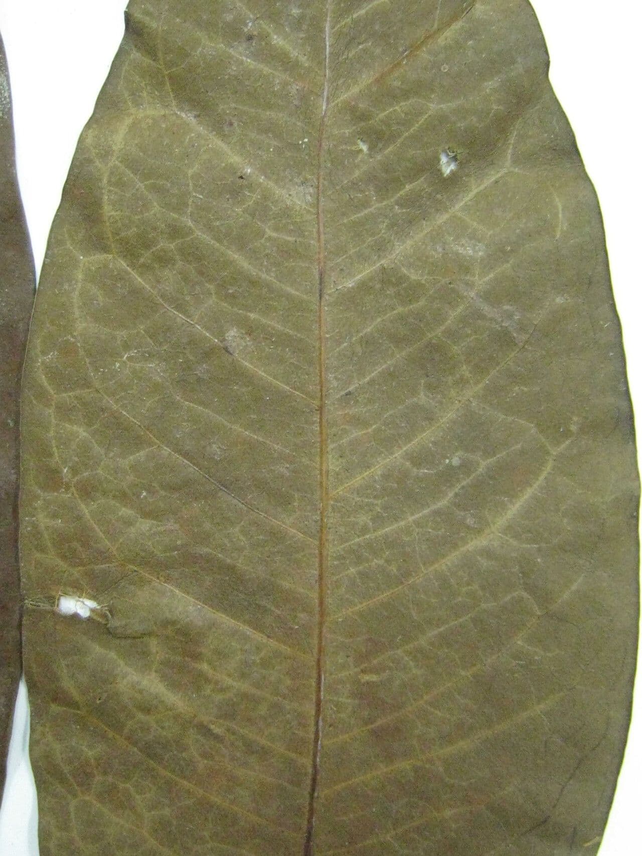 Ixora 4