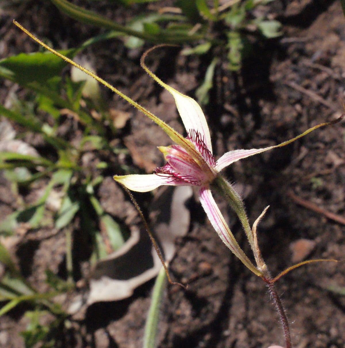 Caladenia denticulata 2
