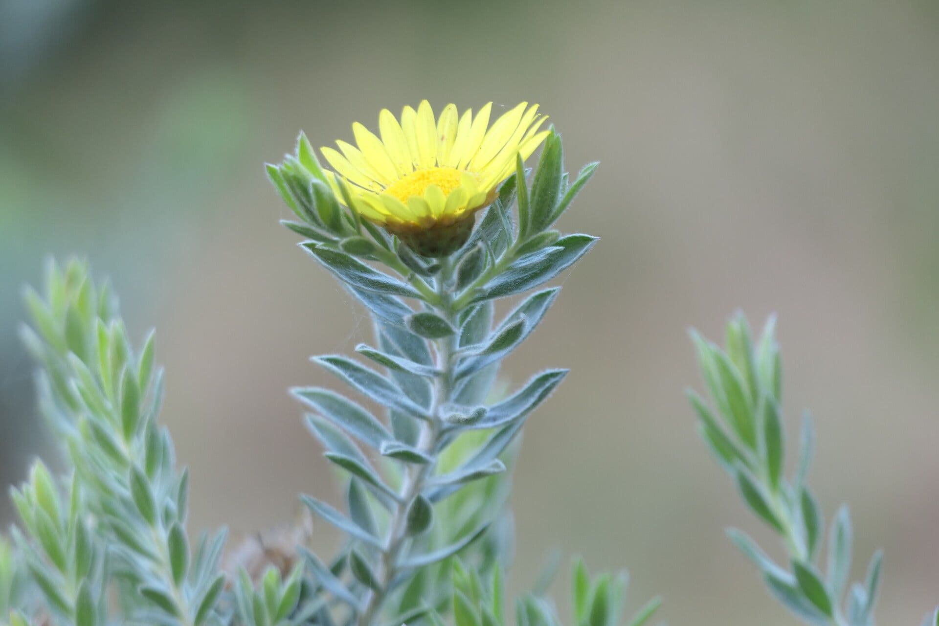 Relhania calicina