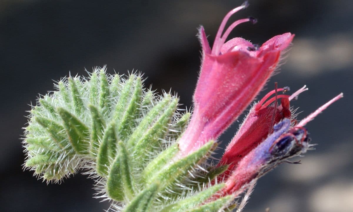 Echium angustifolium 4