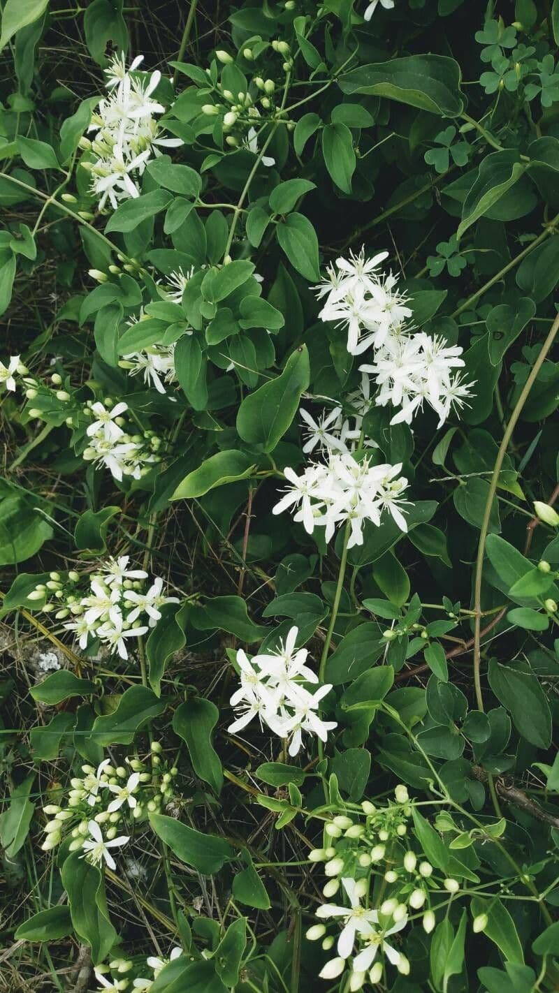 Clematis recta 13