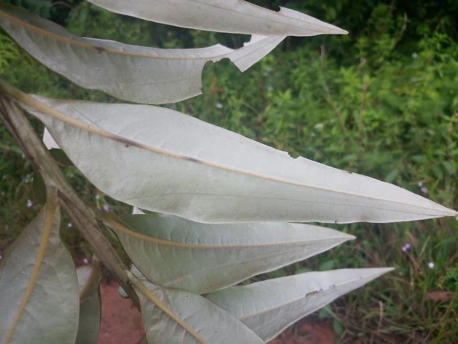 Ocotea 5