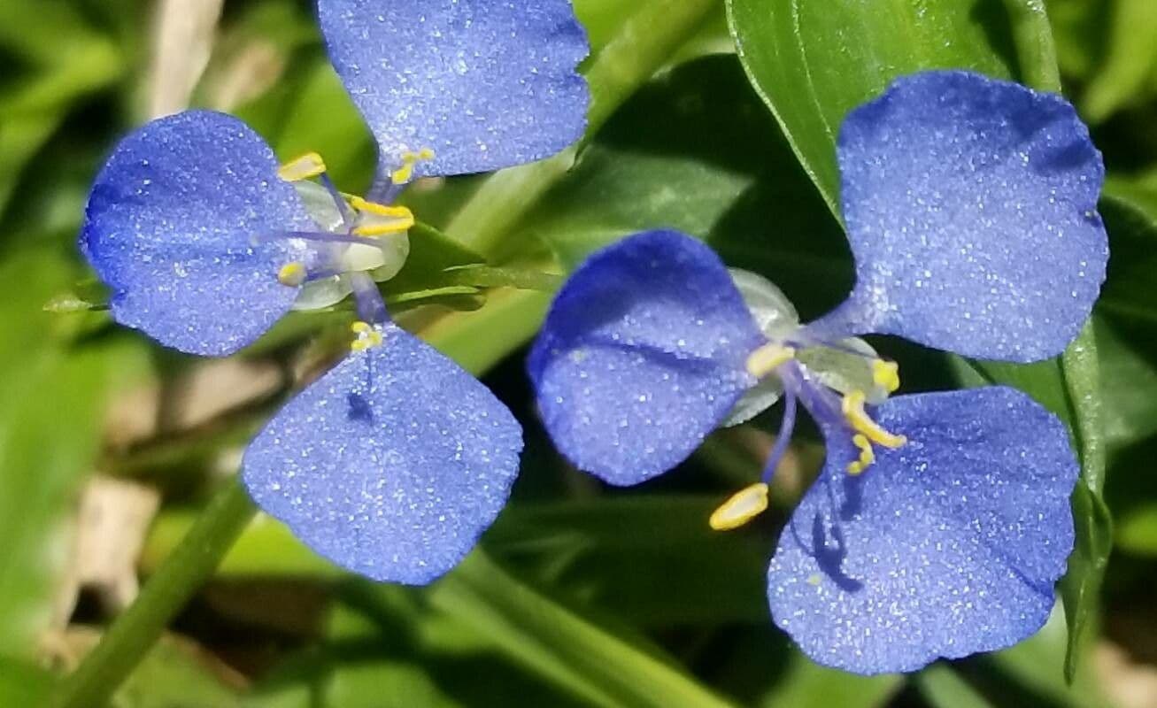 Erba antiscorbuto blu