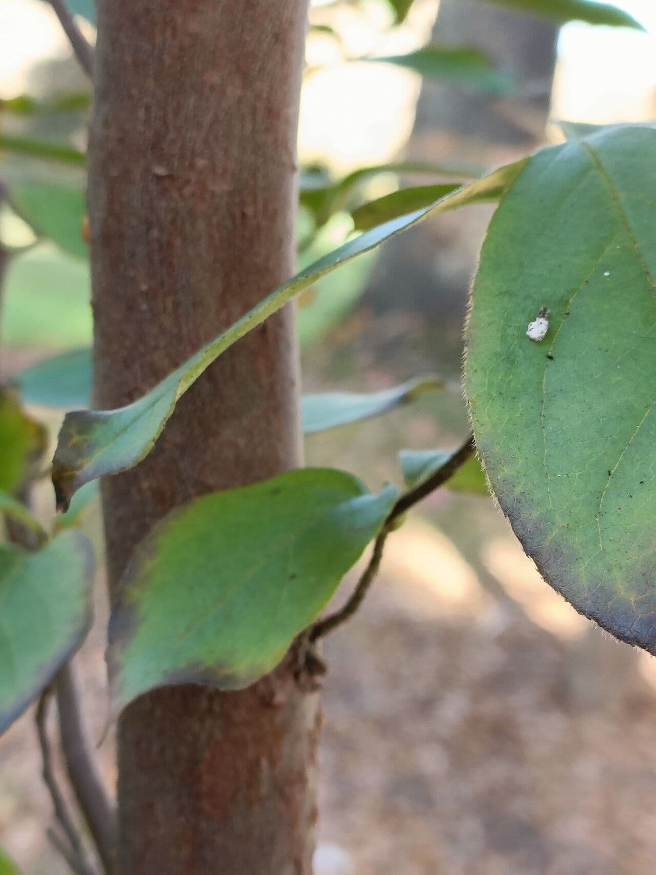 Stewartia monadelpha 14