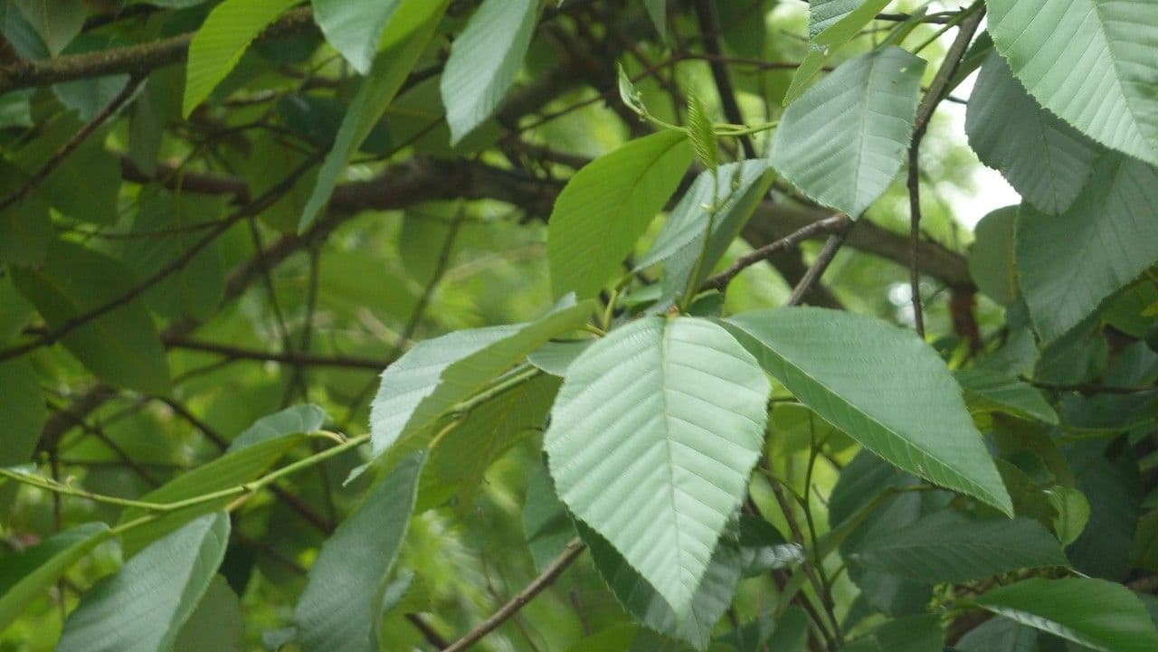 Ontano Acuminato 8