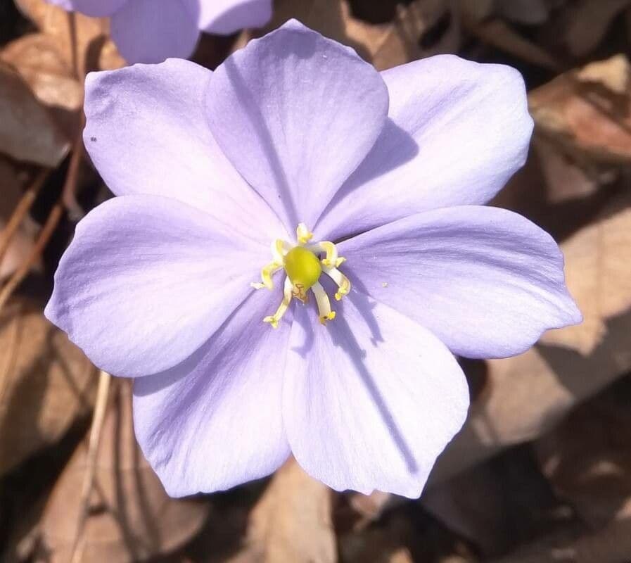 Plagiorhegma dubium 3