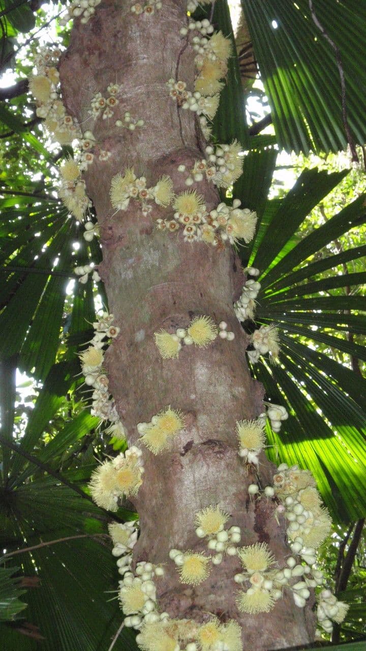 Syzygium 4