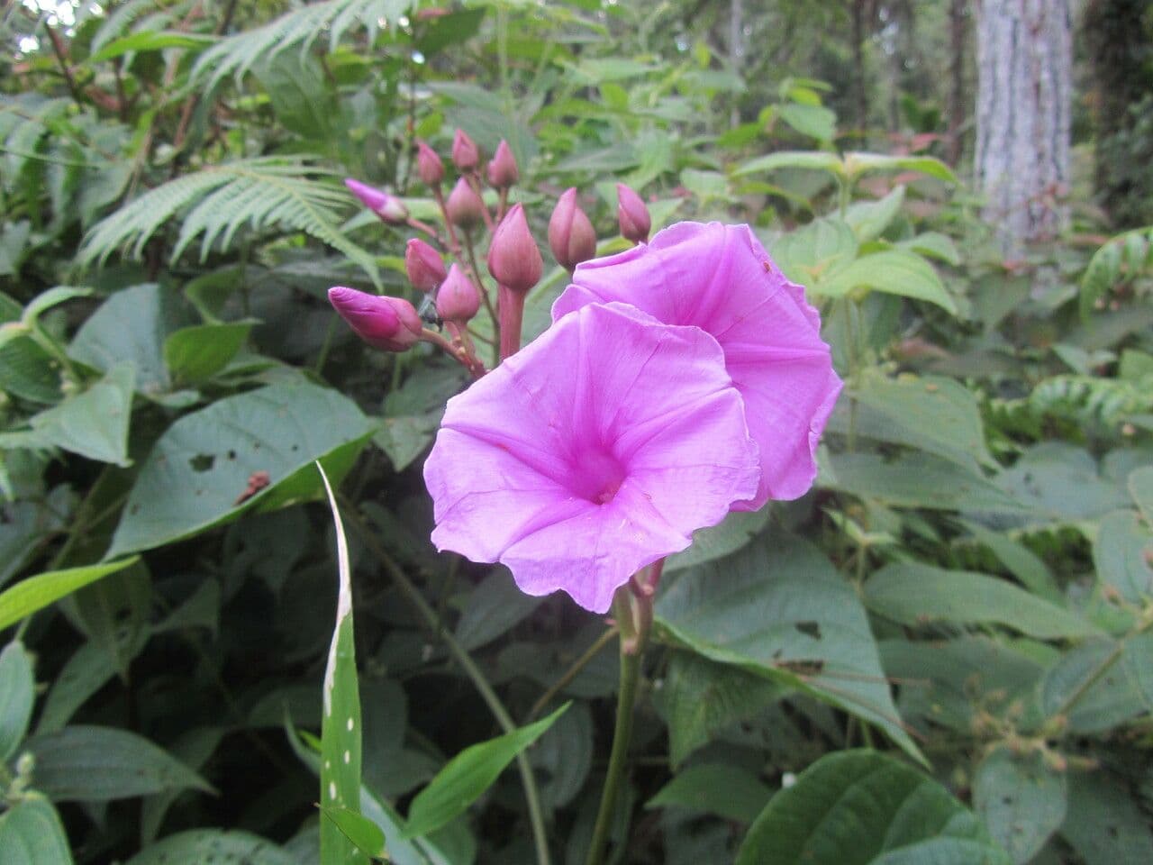 Ipomoea philomega 9
