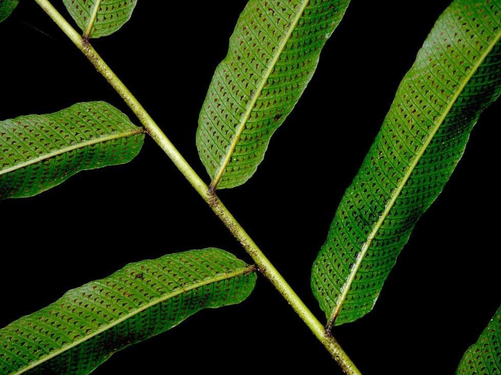 Thelypteris 8
