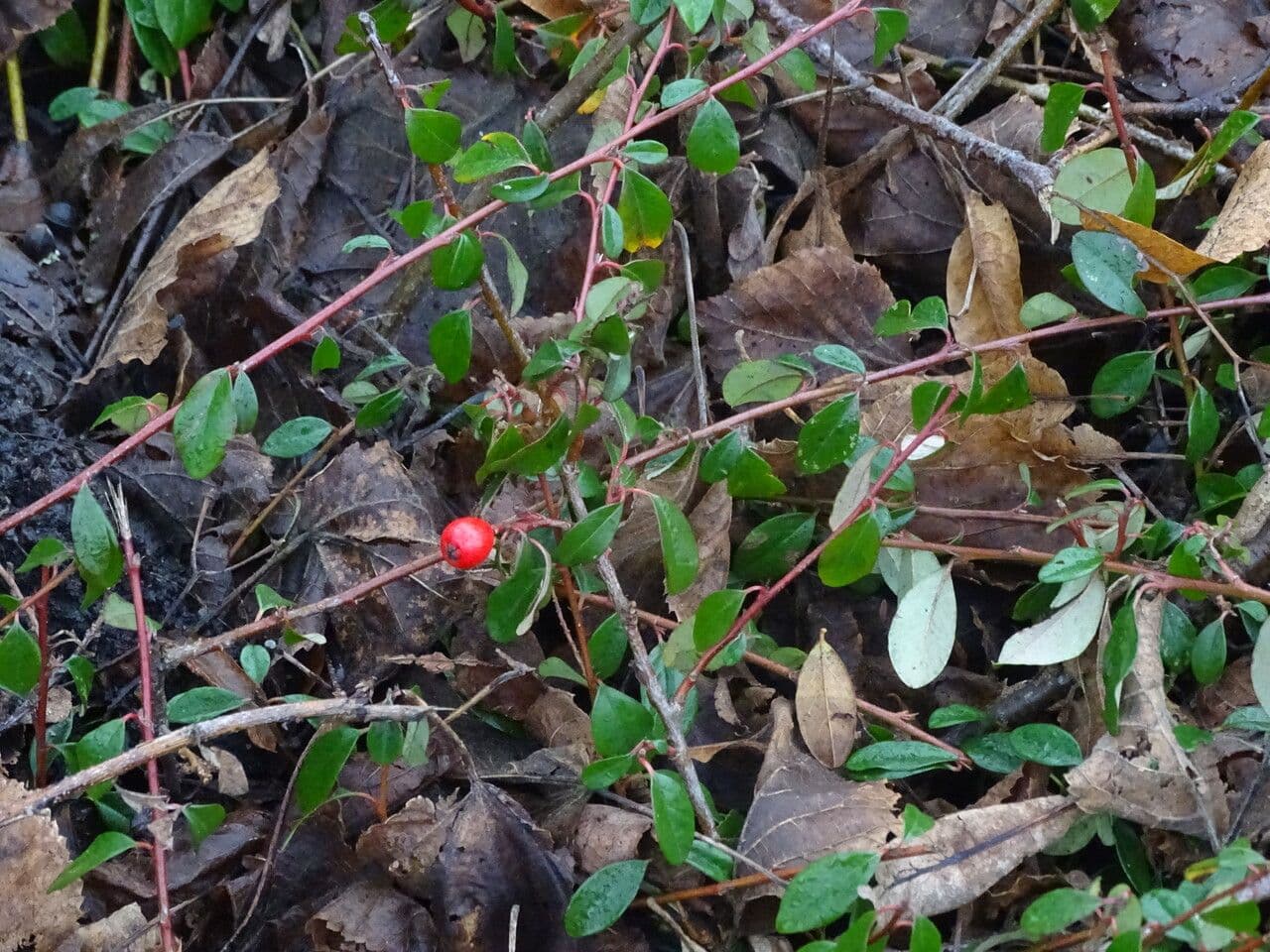 Cotonéaster de Suède 2