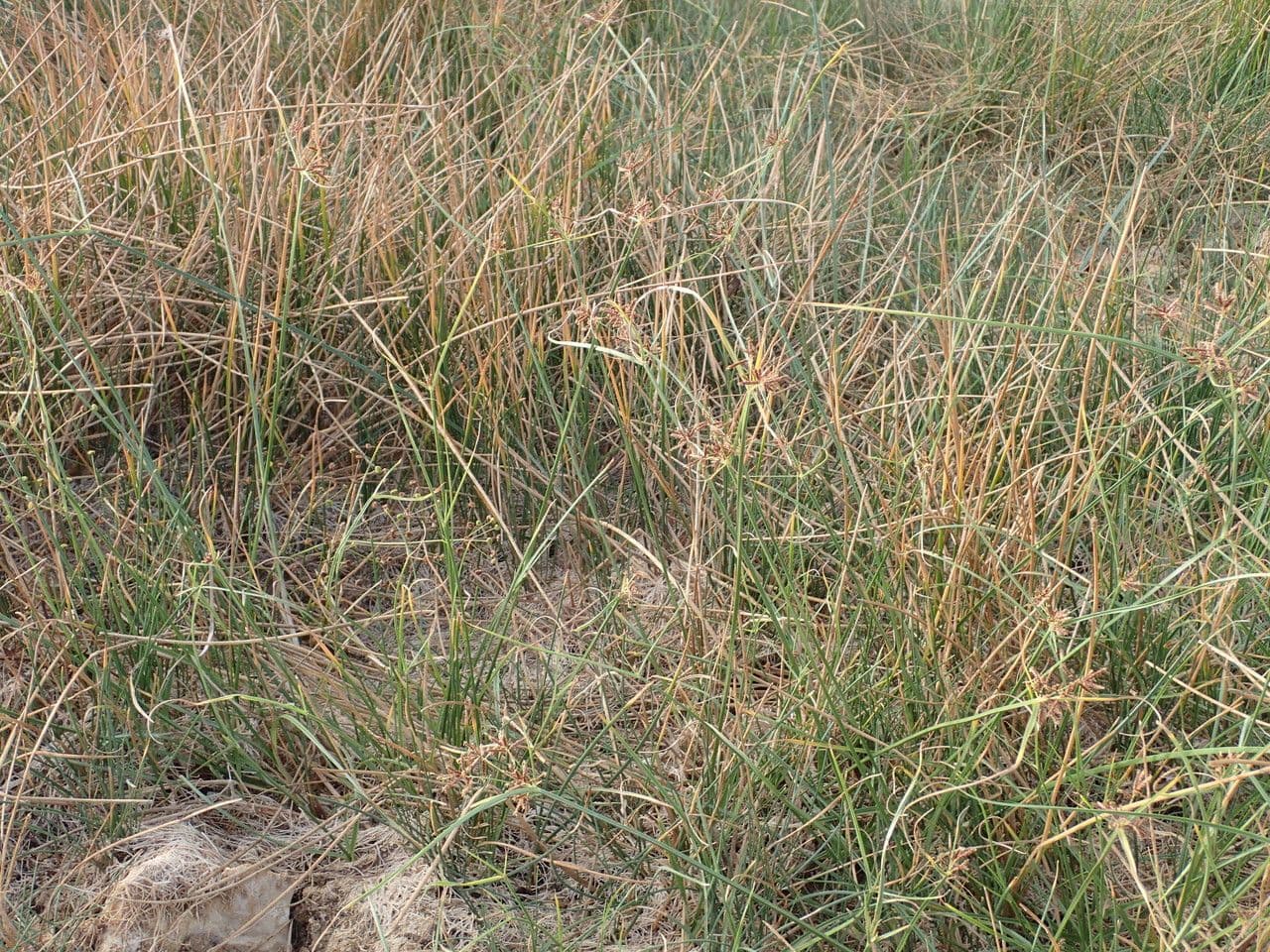 Rundes Zypergras 14