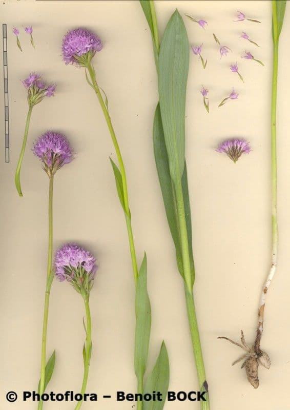 Kugelorchis 21