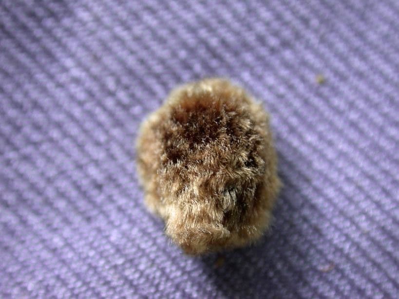 Quiina macrophylla 19