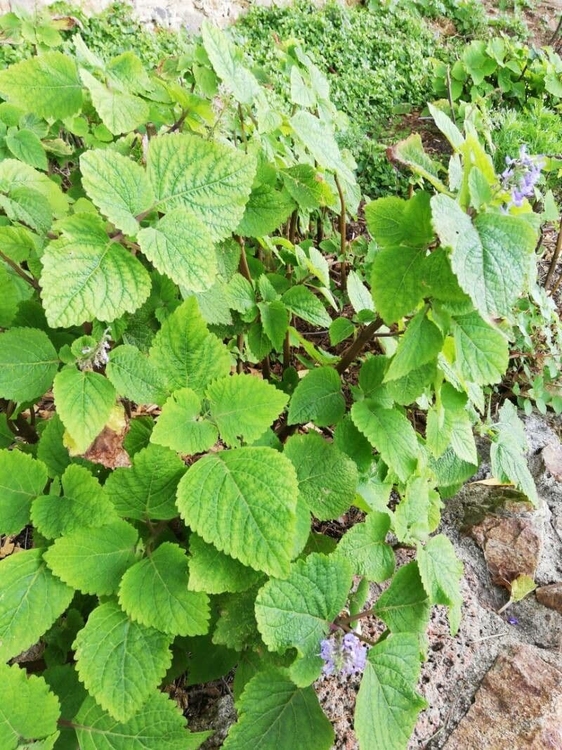Plectranthus 12