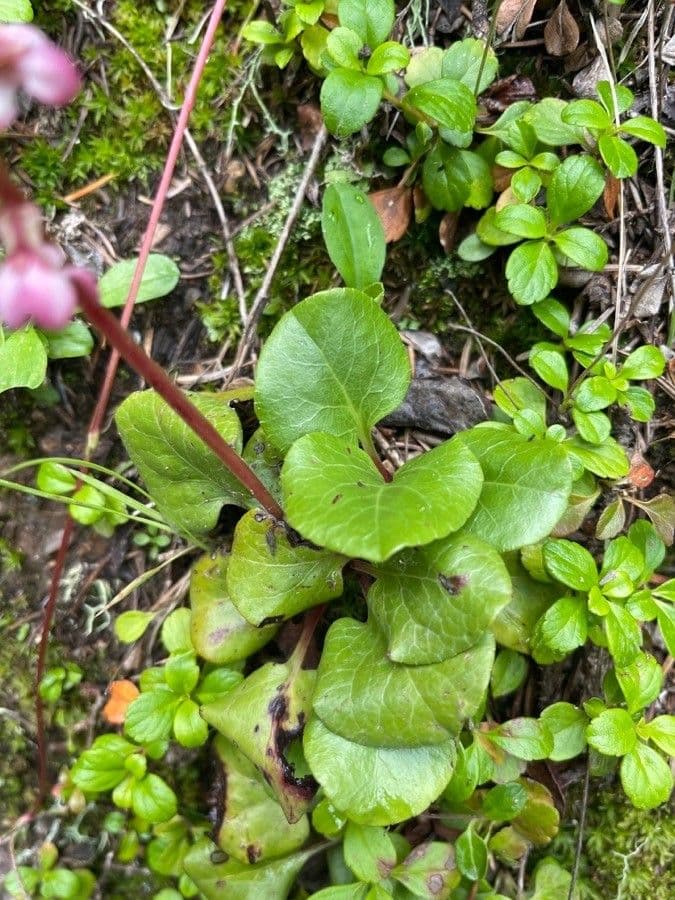 Pirolo asariforme 15