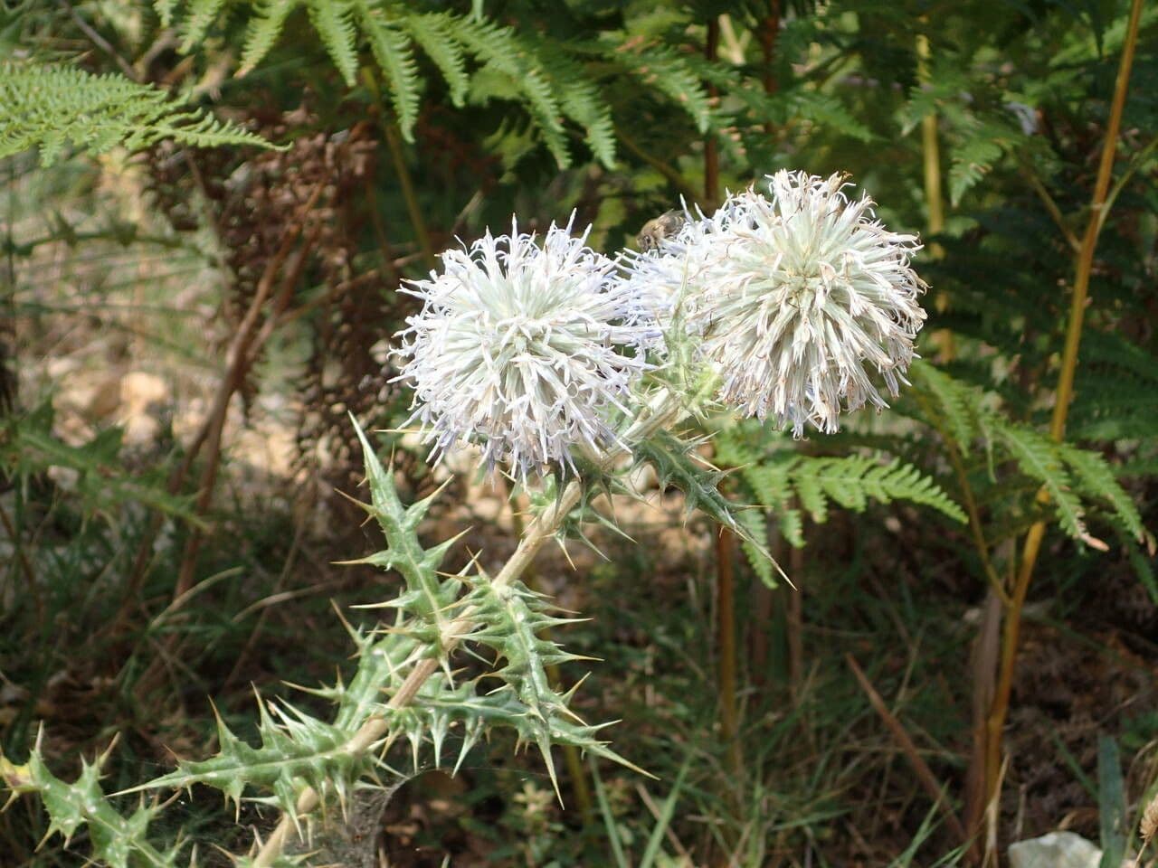 Great globe thistle 27