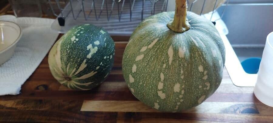 Zucca a semi argentati 2