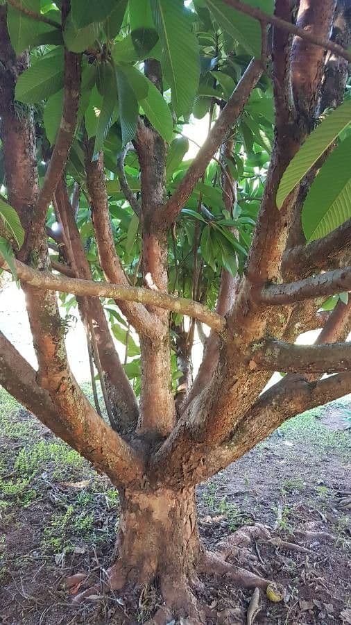 Dillenia indica 25