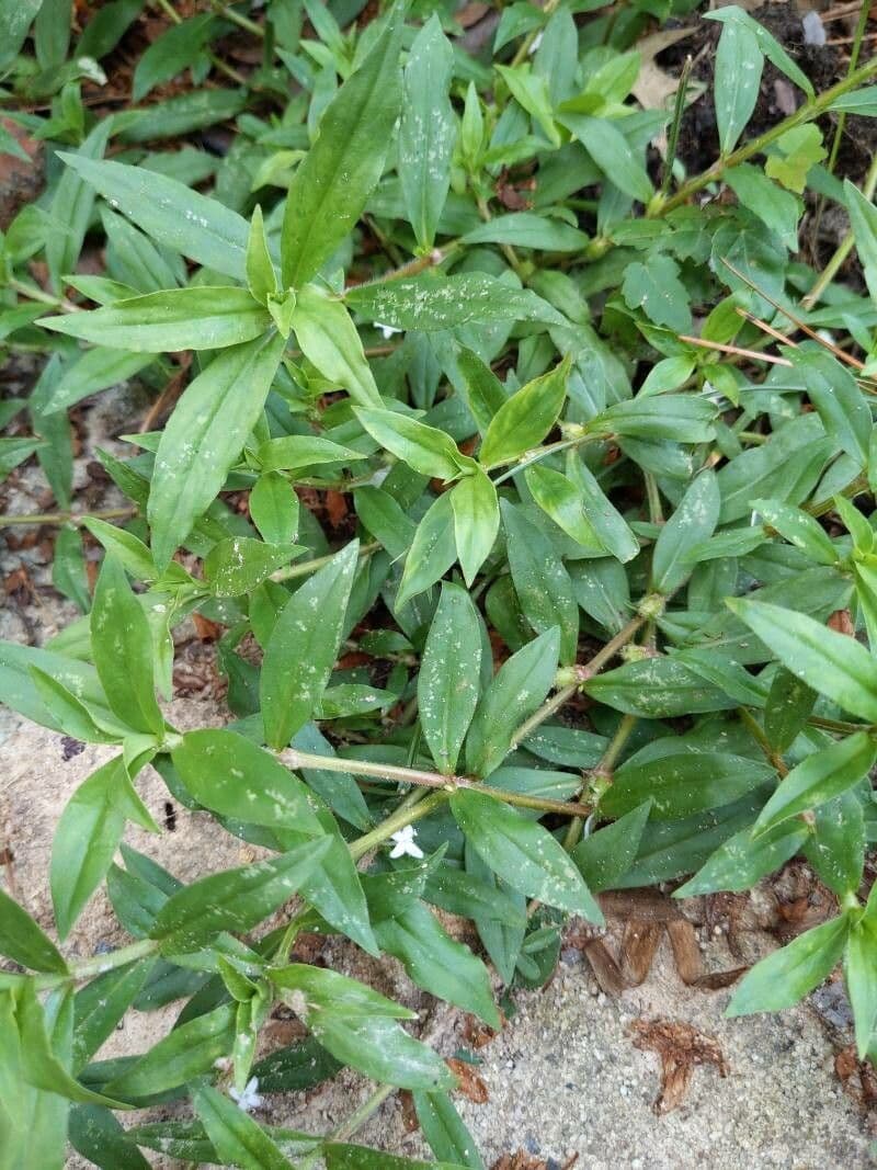 Diodia virginiana 20