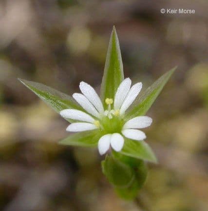 Stellaria lucida 2