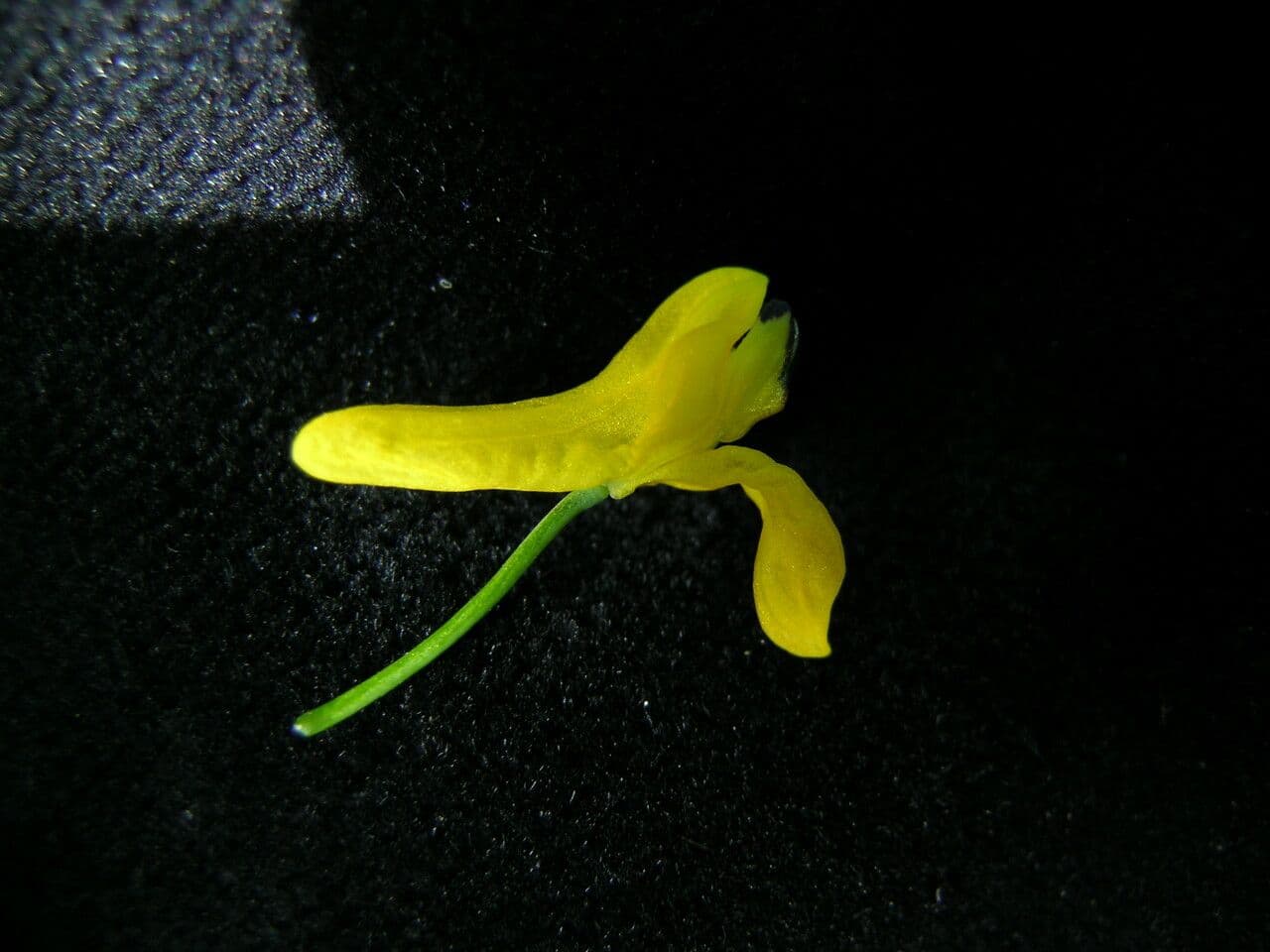 Fumaria 4