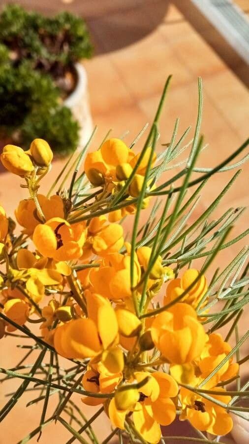 Senna 7