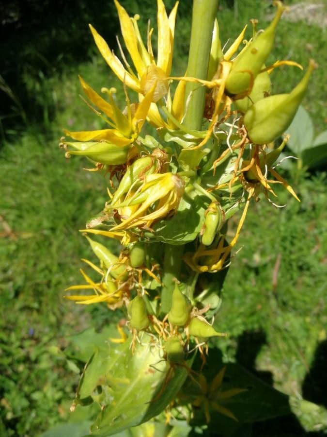 Genziana maggiore 8