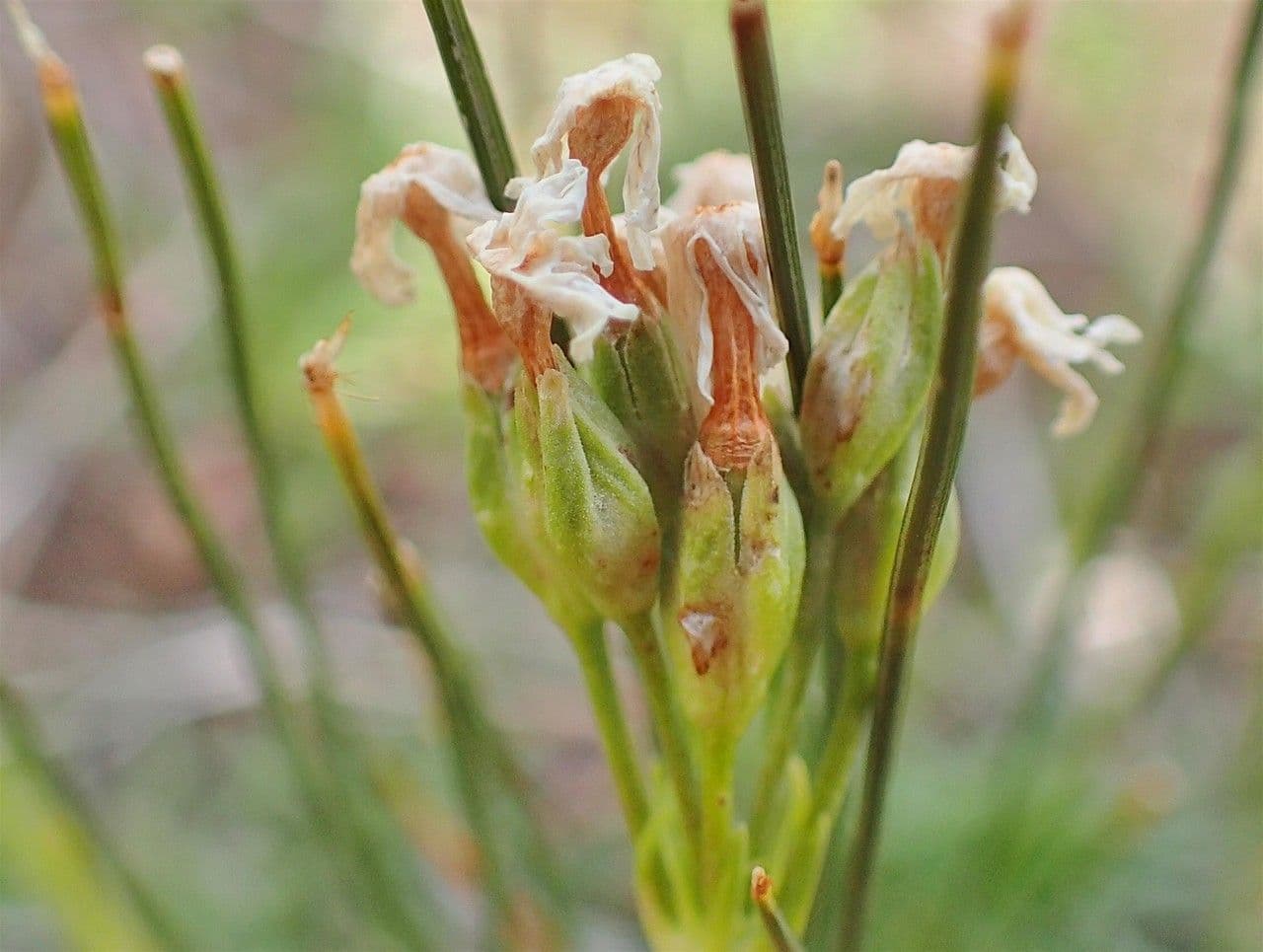 Primula farinosa 2