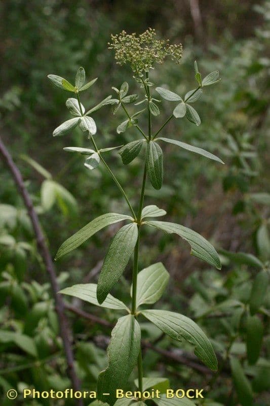 Przytulia rubioides 21