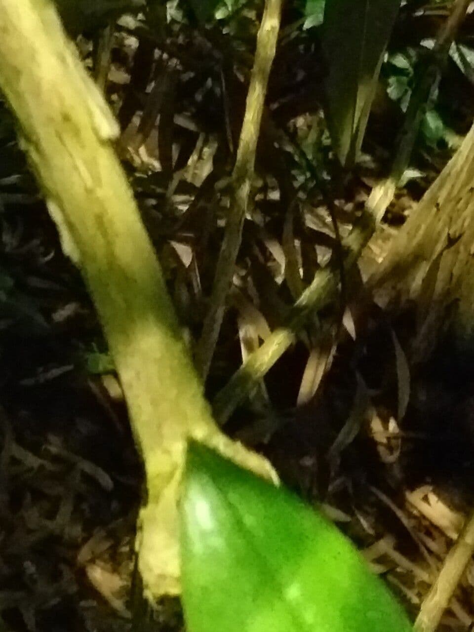 Rododendro 8