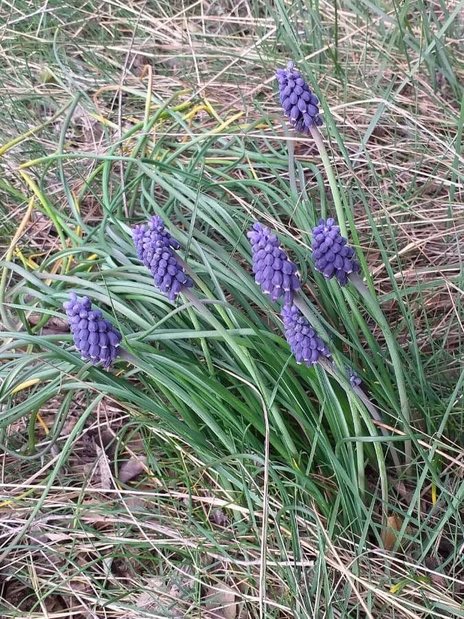 Szafirek miękkolistny 12