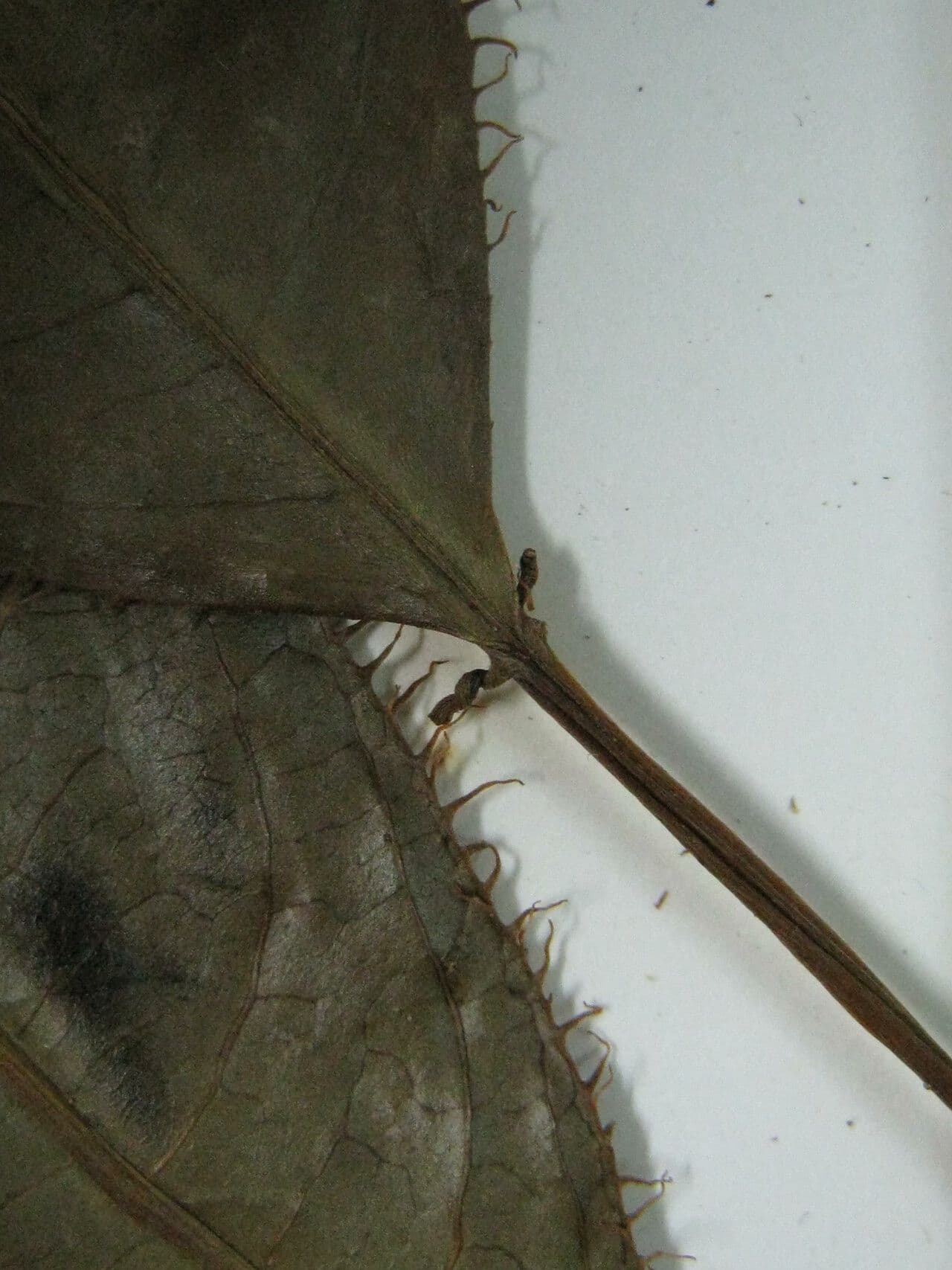 Sapium 3